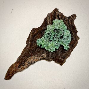 Lichen 3